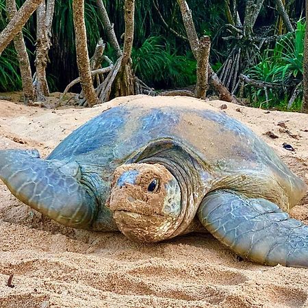 Turtle Paradise Tangalle Εξωτερικό φωτογραφία