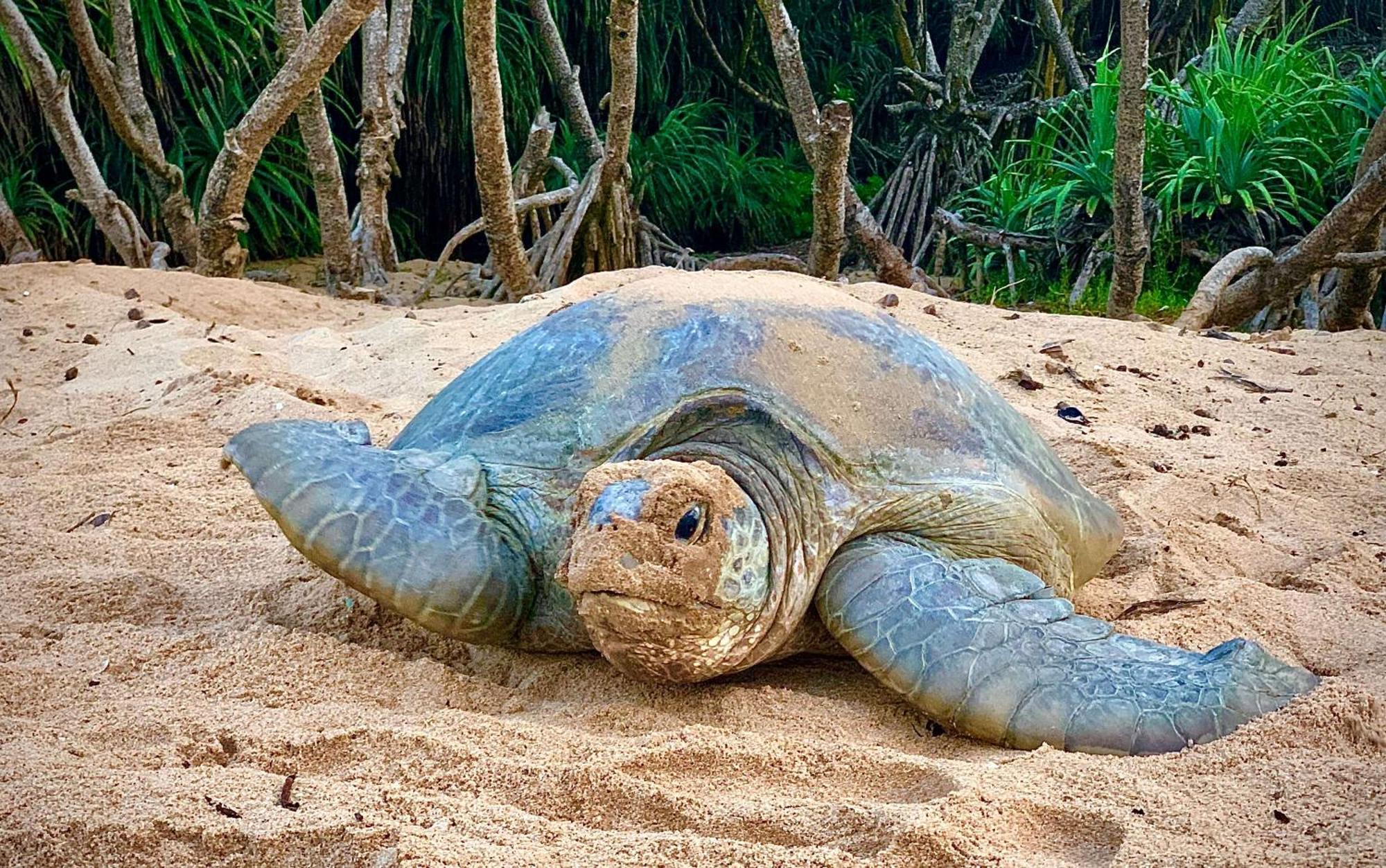 Turtle Paradise Tangalle Εξωτερικό φωτογραφία