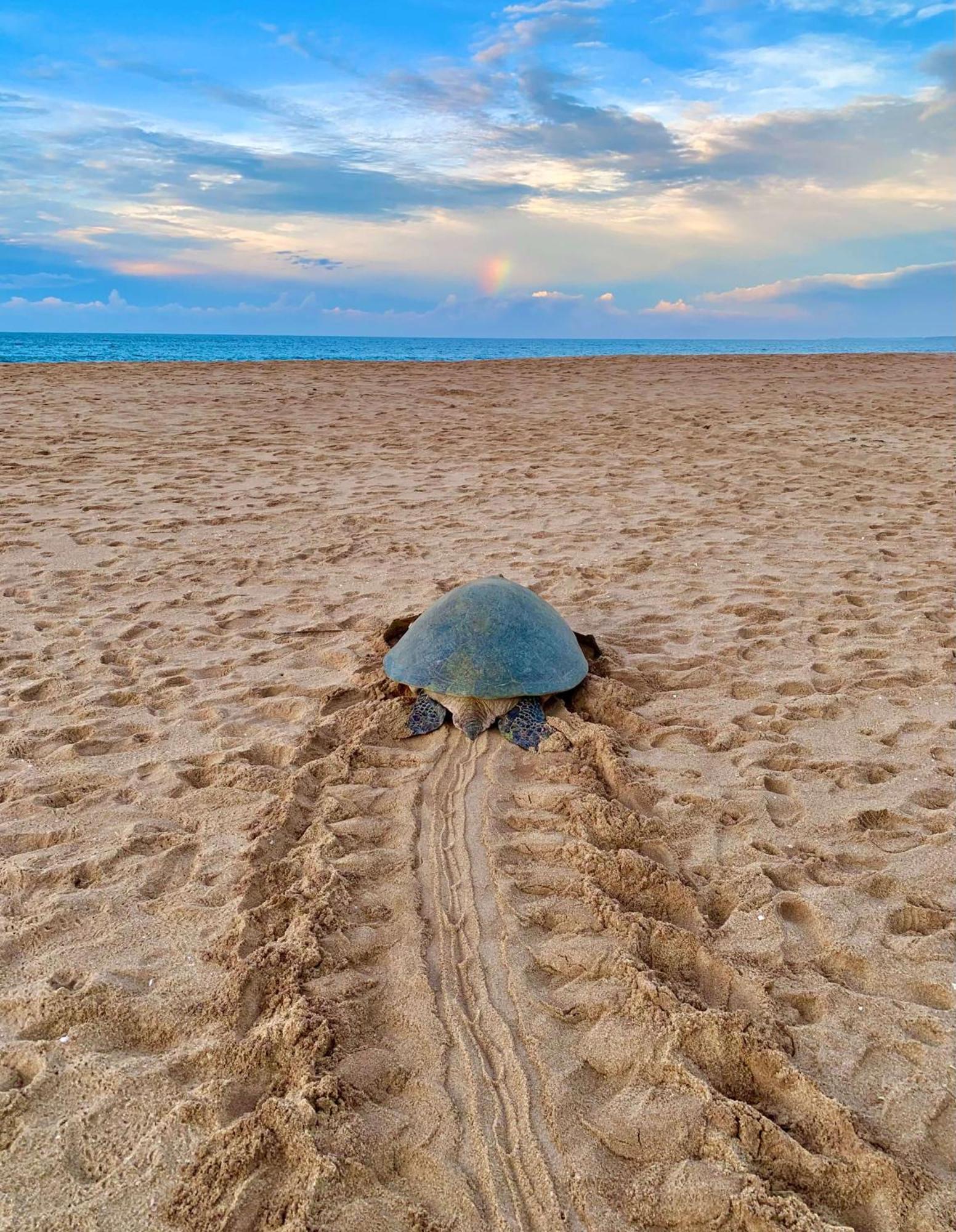 Turtle Paradise Tangalle Εξωτερικό φωτογραφία
