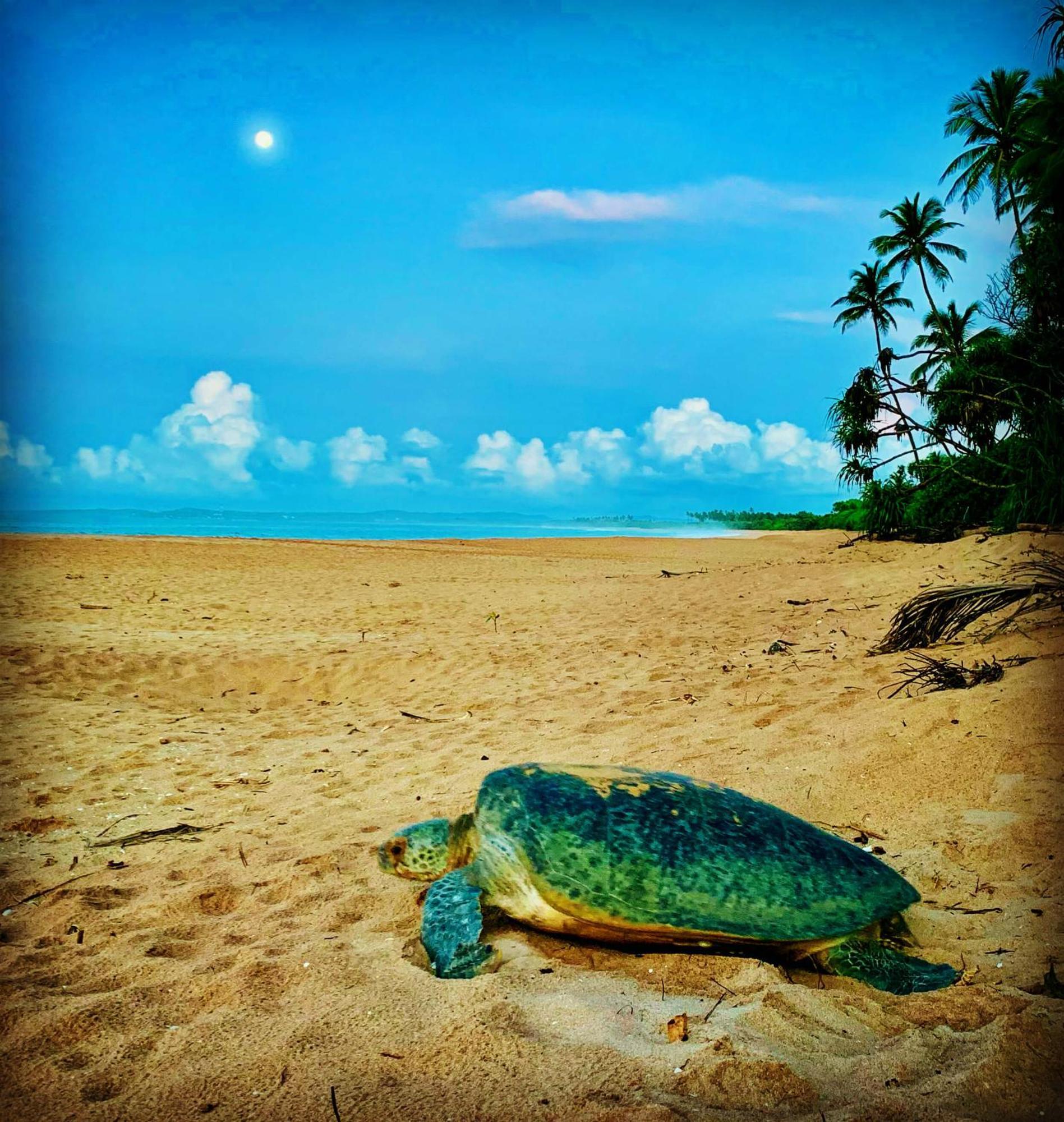 Turtle Paradise Tangalle Εξωτερικό φωτογραφία